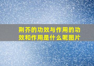 荆芥的功效与作用的功效和作用是什么呢图片