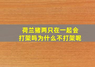 荷兰猪两只在一起会打架吗为什么不打架呢