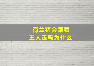 荷兰猪会跟着主人走吗为什么