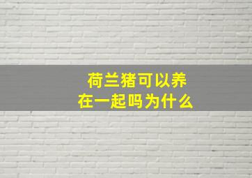 荷兰猪可以养在一起吗为什么