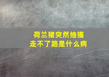 荷兰猪突然抽搐走不了路是什么病