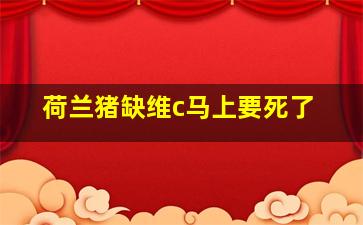 荷兰猪缺维c马上要死了