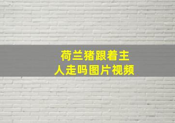 荷兰猪跟着主人走吗图片视频