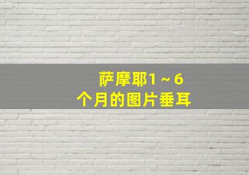 萨摩耶1～6个月的图片垂耳