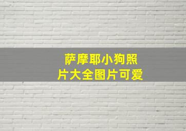 萨摩耶小狗照片大全图片可爱