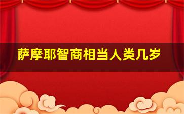 萨摩耶智商相当人类几岁