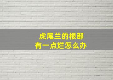 虎尾兰的根部有一点烂怎么办