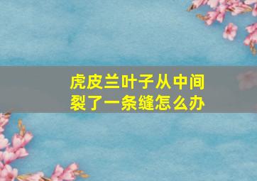 虎皮兰叶子从中间裂了一条缝怎么办