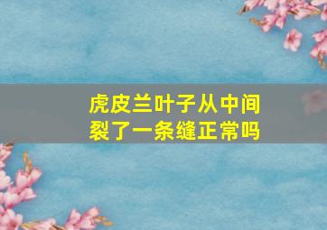 虎皮兰叶子从中间裂了一条缝正常吗