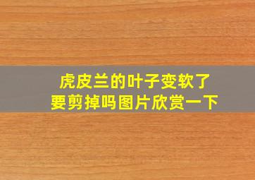 虎皮兰的叶子变软了要剪掉吗图片欣赏一下