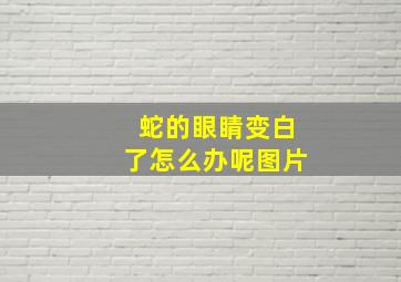 蛇的眼睛变白了怎么办呢图片