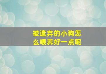 被遗弃的小狗怎么喂养好一点呢