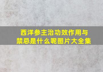 西洋参主治功效作用与禁忌是什么呢图片大全集