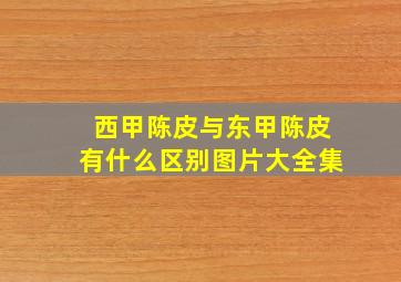 西甲陈皮与东甲陈皮有什么区别图片大全集