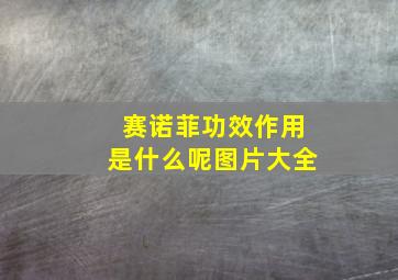 赛诺菲功效作用是什么呢图片大全