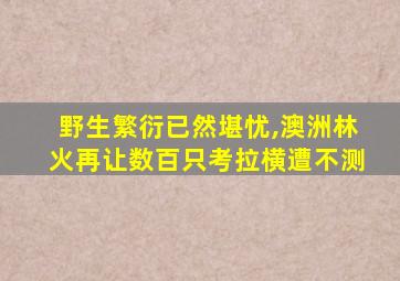 野生繁衍已然堪忧,澳洲林火再让数百只考拉横遭不测