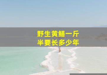 野生黄鳝一斤半要长多少年