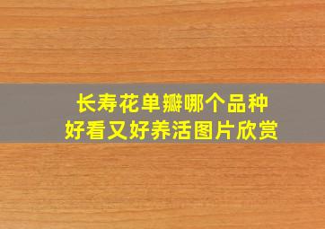 长寿花单瓣哪个品种好看又好养活图片欣赏