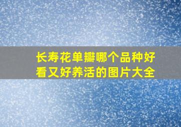 长寿花单瓣哪个品种好看又好养活的图片大全