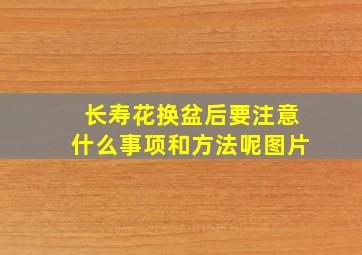 长寿花换盆后要注意什么事项和方法呢图片