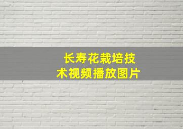 长寿花栽培技术视频播放图片