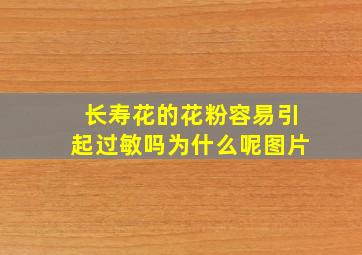 长寿花的花粉容易引起过敏吗为什么呢图片