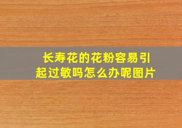 长寿花的花粉容易引起过敏吗怎么办呢图片