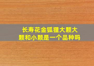 长寿花金狐狸大颗大颗和小颗是一个品种吗