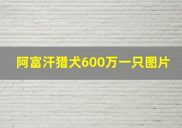 阿富汗猎犬600万一只图片