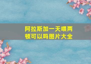 阿拉斯加一天喂两顿可以吗图片大全