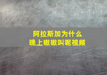 阿拉斯加为什么晚上嗷嗷叫呢视频