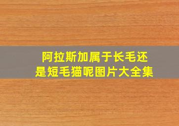 阿拉斯加属于长毛还是短毛猫呢图片大全集