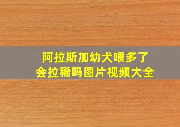 阿拉斯加幼犬喂多了会拉稀吗图片视频大全