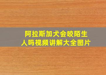 阿拉斯加犬会咬陌生人吗视频讲解大全图片