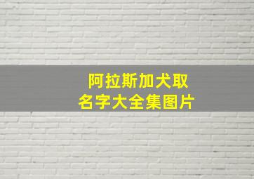 阿拉斯加犬取名字大全集图片