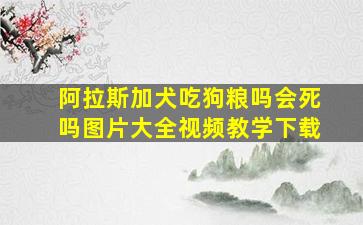 阿拉斯加犬吃狗粮吗会死吗图片大全视频教学下载