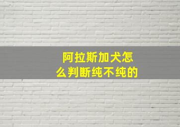 阿拉斯加犬怎么判断纯不纯的