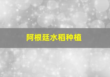 阿根廷水稻种植