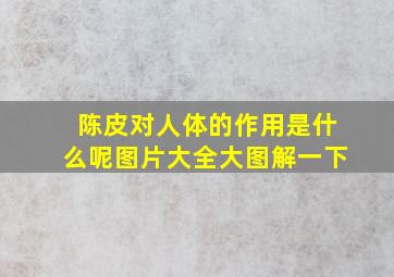 陈皮对人体的作用是什么呢图片大全大图解一下