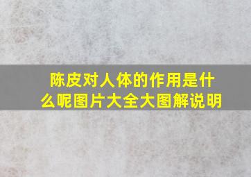 陈皮对人体的作用是什么呢图片大全大图解说明