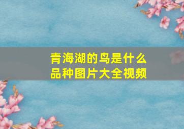 青海湖的鸟是什么品种图片大全视频