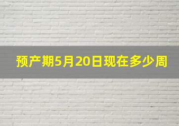 预产期5月20日现在多少周