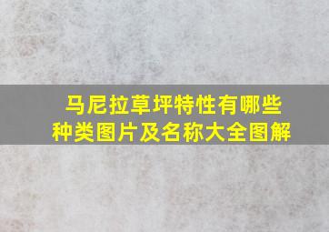 马尼拉草坪特性有哪些种类图片及名称大全图解