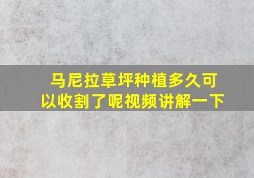 马尼拉草坪种植多久可以收割了呢视频讲解一下