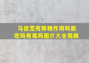 马齿苋有降糖作用吗能吃吗有毒吗图片大全视频