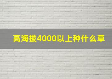 高海拔4000以上种什么草