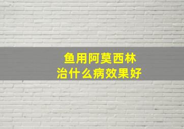 鱼用阿莫西林治什么病效果好