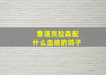 鲁道克拉森配什么血统的鸽子