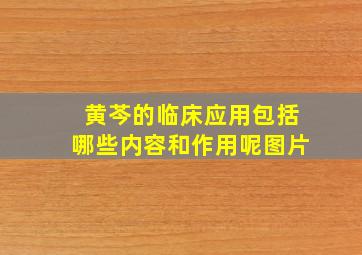 黄芩的临床应用包括哪些内容和作用呢图片