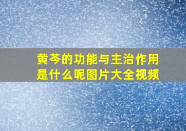 黄芩的功能与主治作用是什么呢图片大全视频